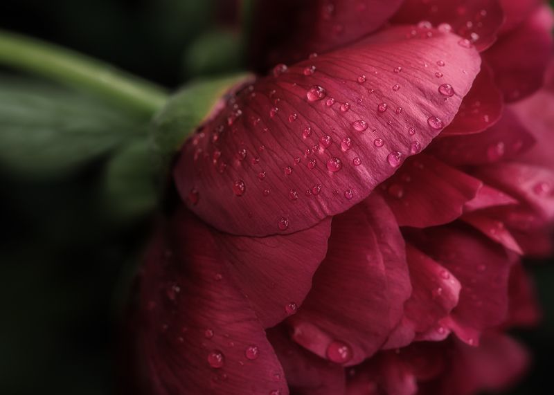 пион, цветы, peony, flower  фото превью