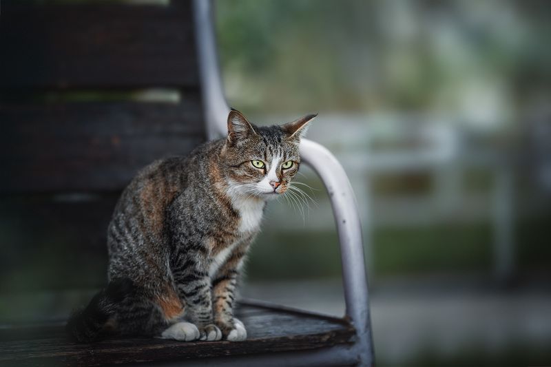 Недовольная морда :) фото превью