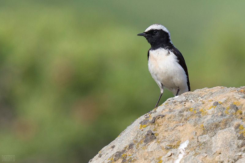 Черноухая каменка фото превью