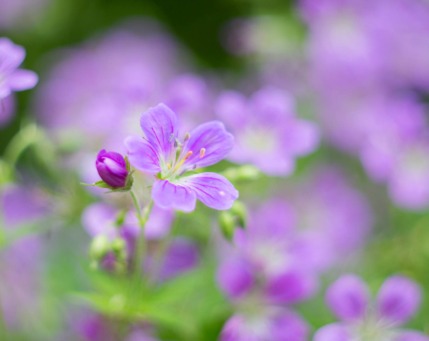 , Людмила Прокофьева