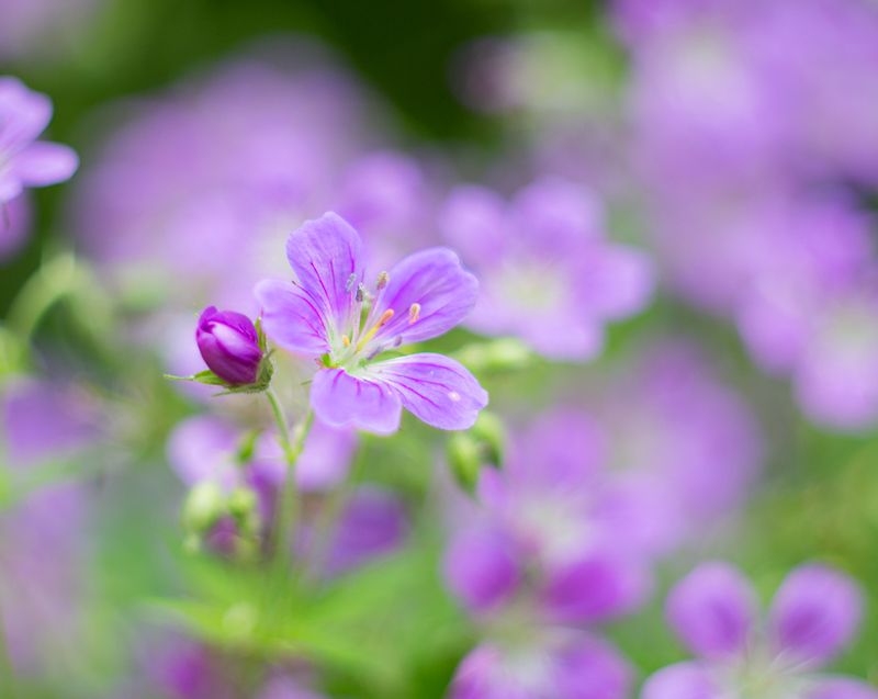 Нежность фото превью