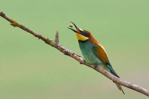 Birds in Czech republic