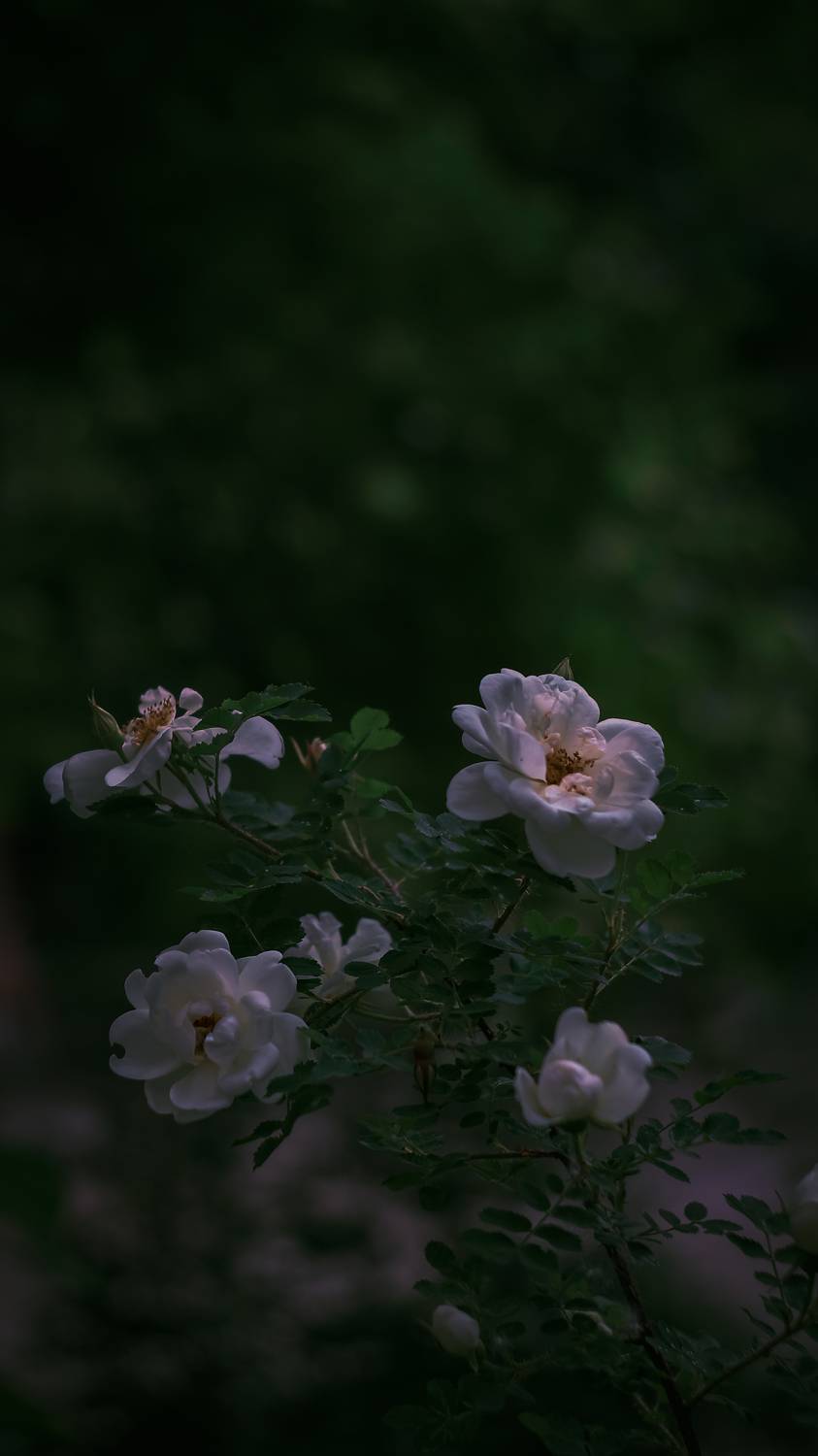 макро, Smirnova Olga