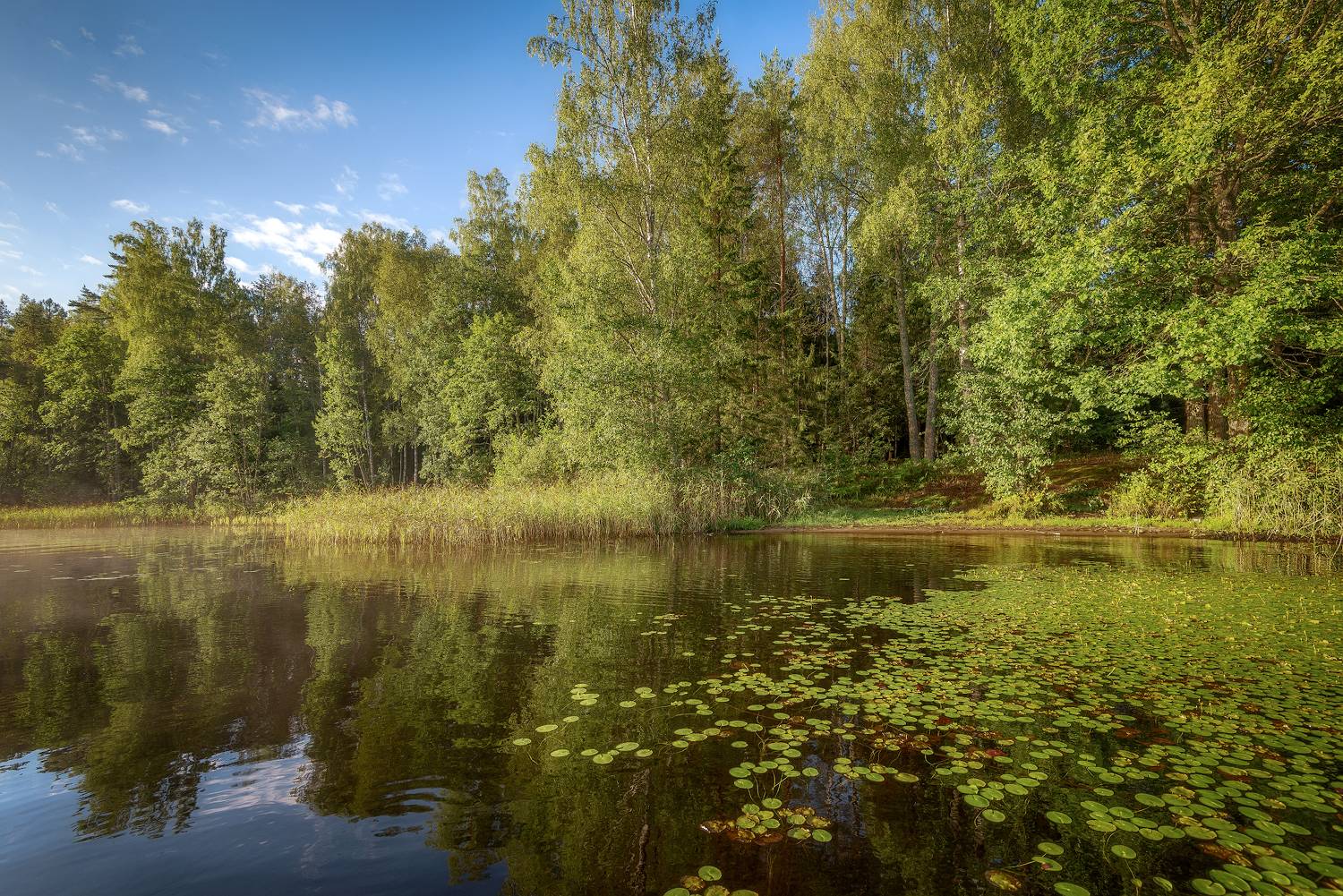 лето, лес, озеро, берег, Сергей Аникин