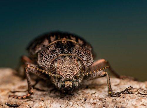 Buprestidae