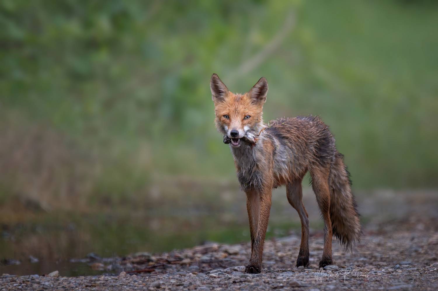 лиса , охотница, живая природа, Плеханов Александр