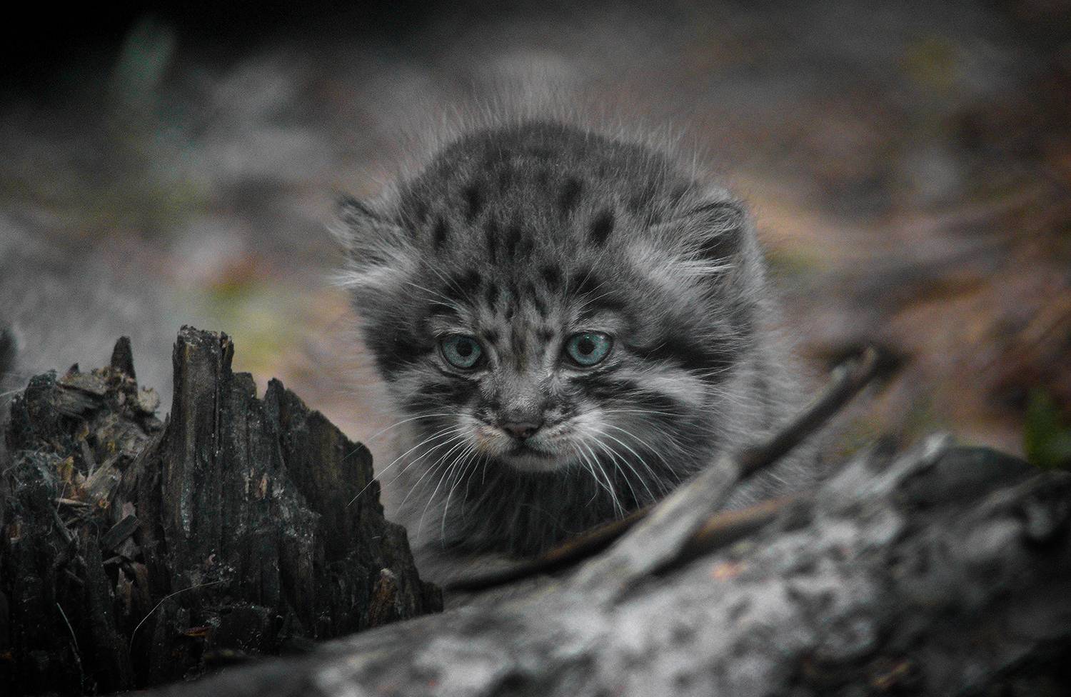 , Алексей Родак