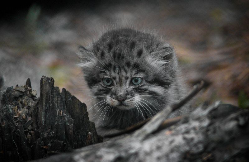 Манул фото превью