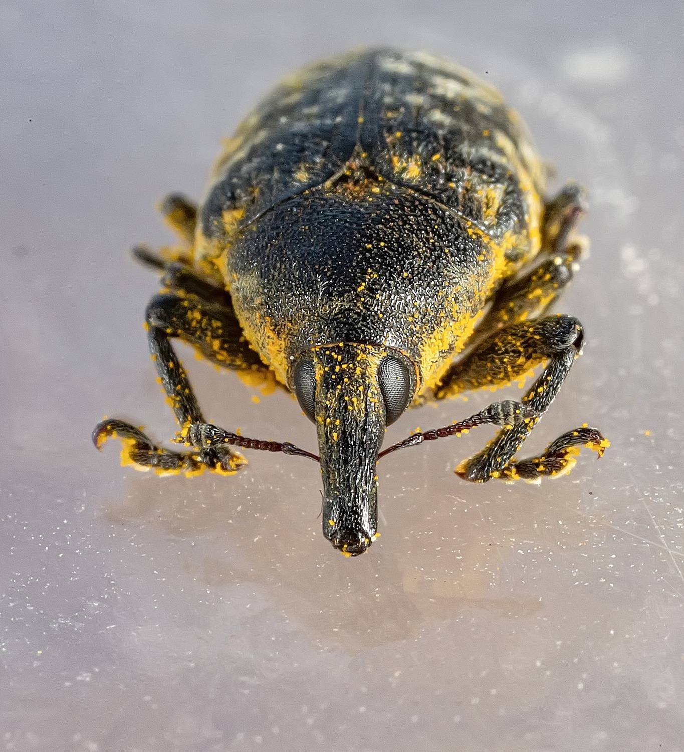 насекомые, жуки, долгоносик, страна чужих, макро, Широких Александр