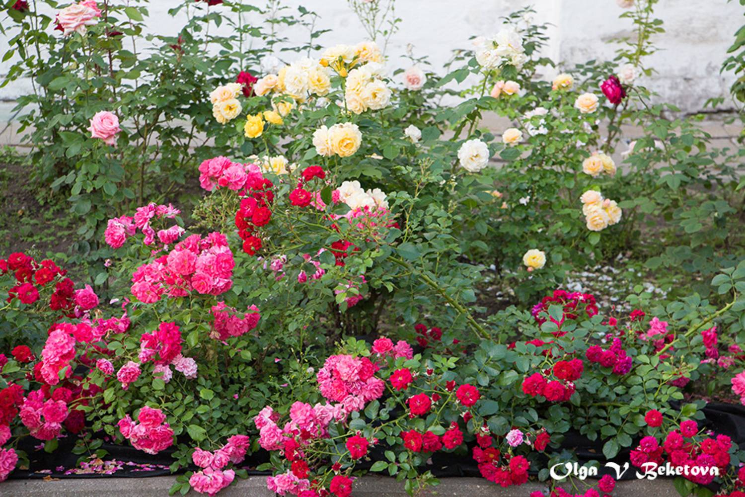 розы, лето, москва, Бекетова Ольга