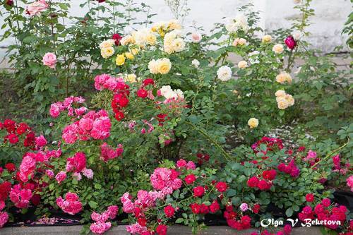 Розы на Ивановской горке