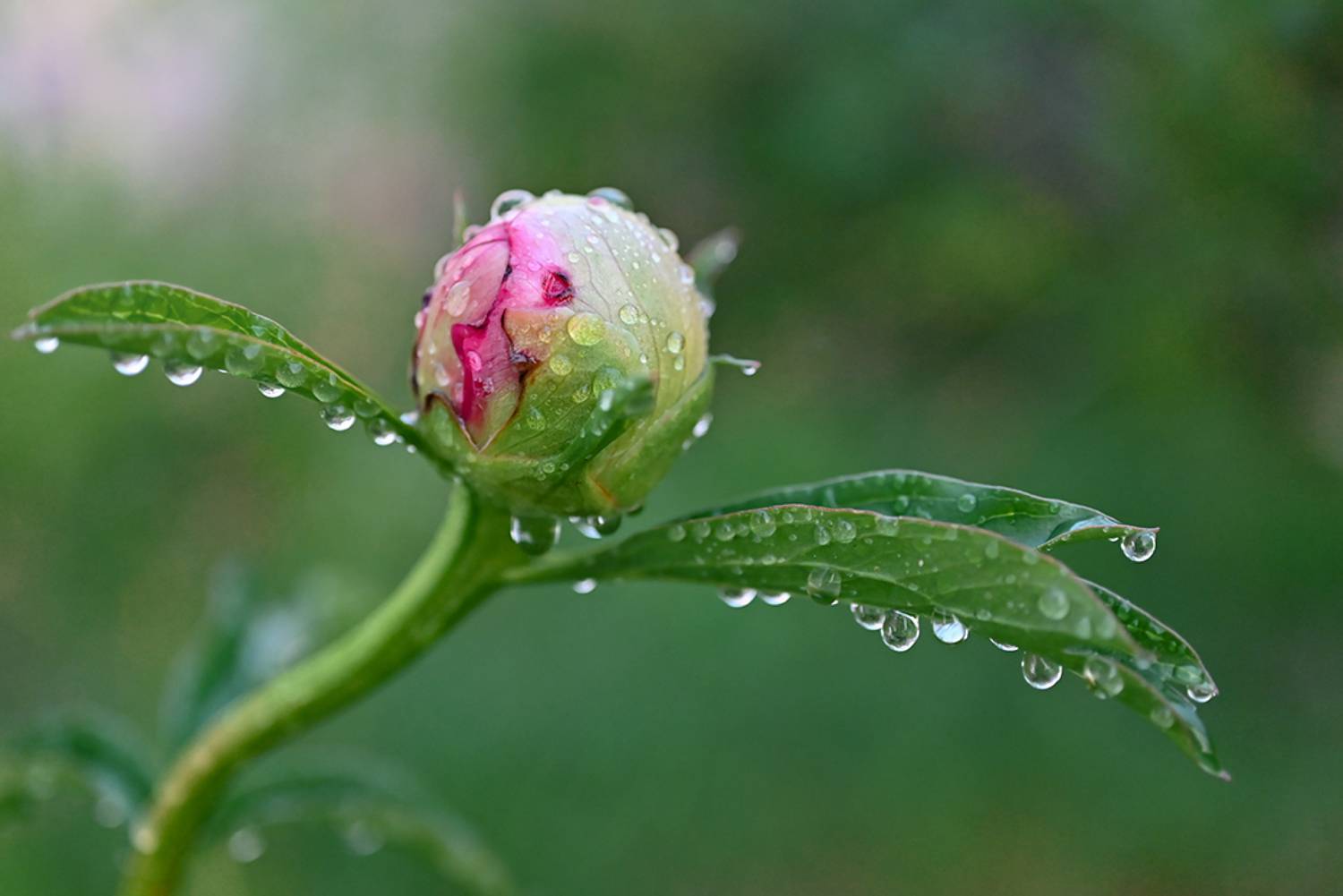 , Калёв Сергей