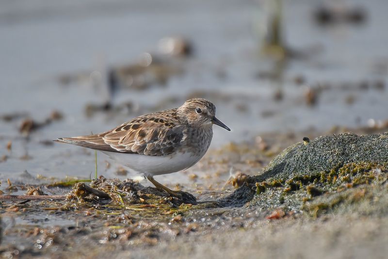 Белохвостый песочник фото превью