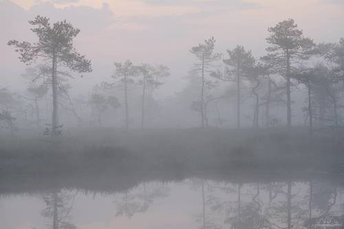 Утро на болоте