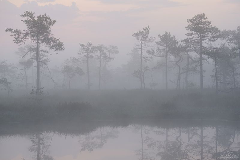 Туман, рассвет, болото Утро на болоте фото превью