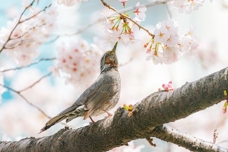 Spring in Busan фото превью