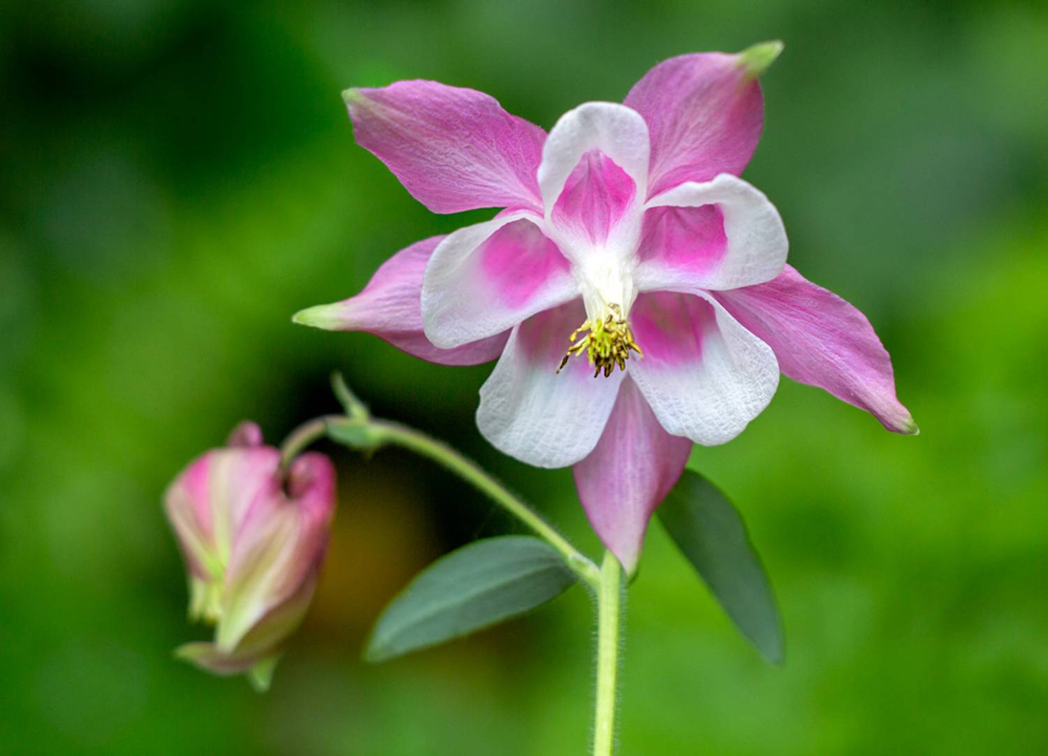 , Людмила Прокофьева