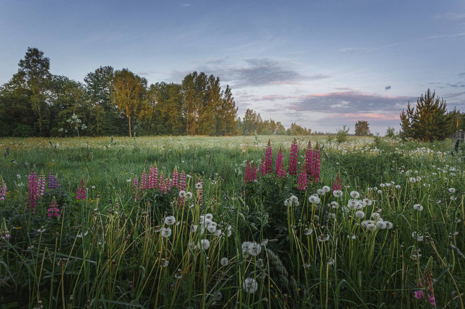 лето люпины Торбеево, Зеленько Дмитрий