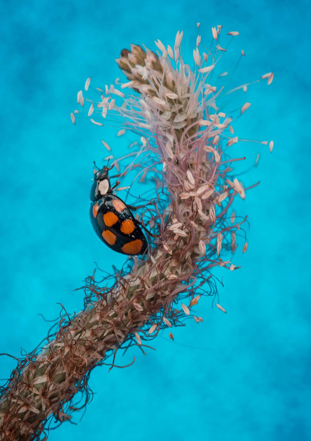 , Рагинская Ольга