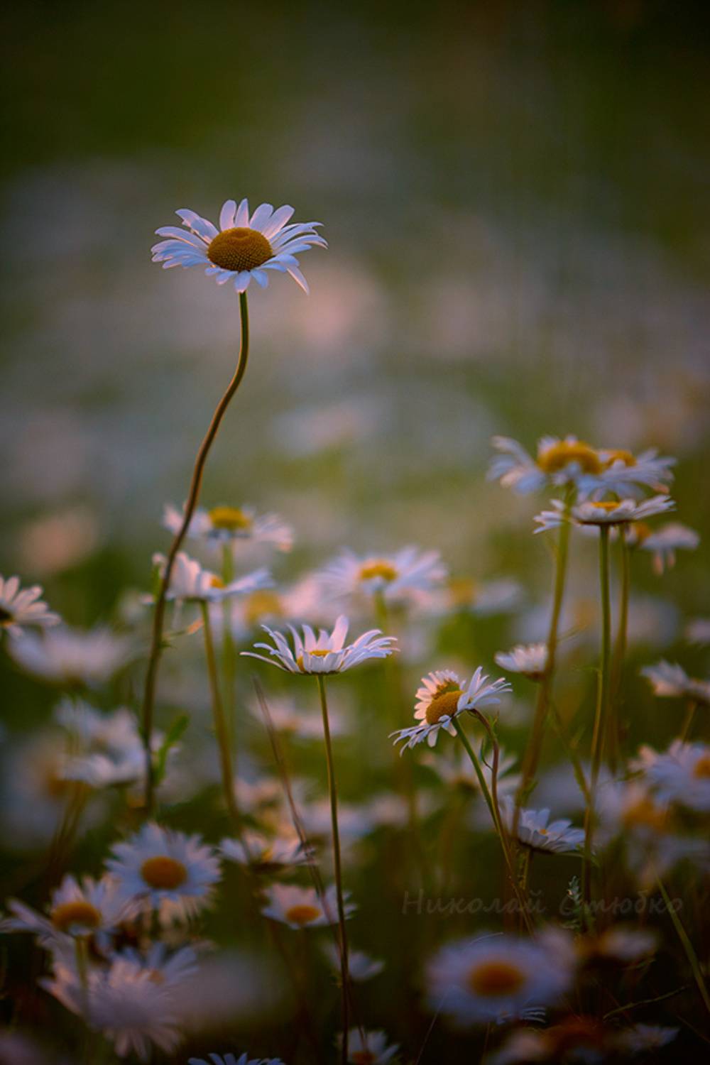 , Николай Стюбко