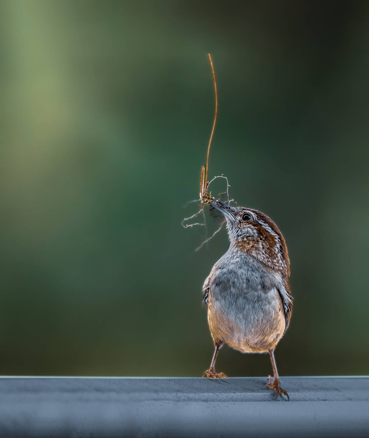 bird, wren, carolina wren, house wren,  songbird, mockingbird, songbirds, mockingbirds, nature, animals, wild,, Atul Saluja