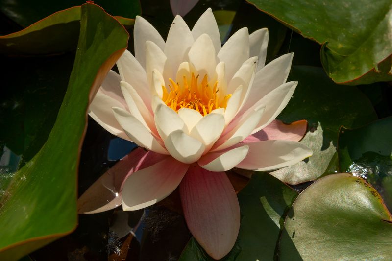 водяные лилии,нимфеи,кувшинки,лето,макро Водяные лилии фото превью