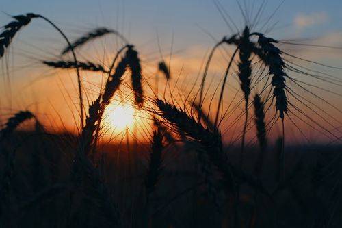 Закат в поле