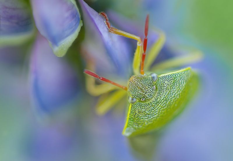 макро, клоп, macro, crum Клопография фото превью