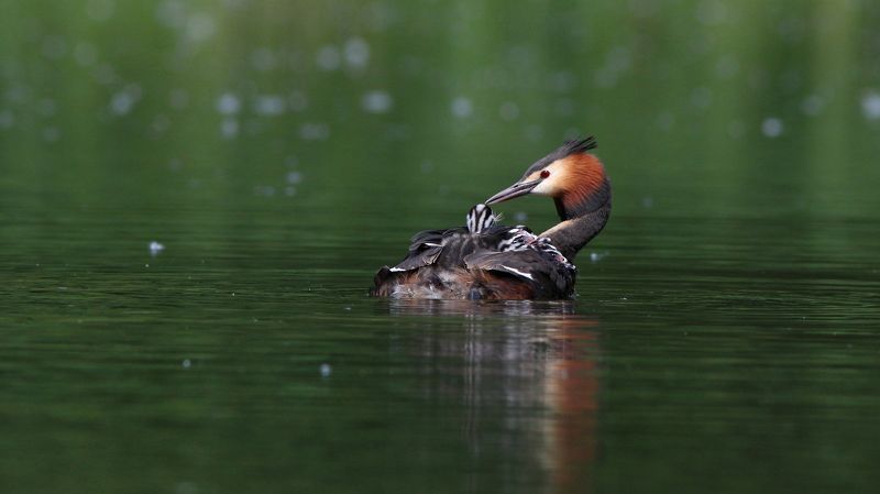 чомга, большая поганка, podiceps cristatus, great crested grebe Материнство фото превью