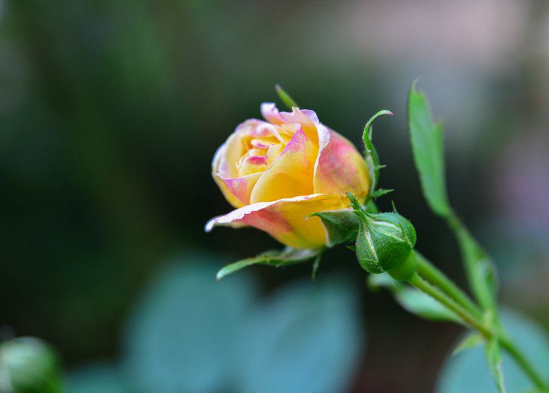 ***** фото превью