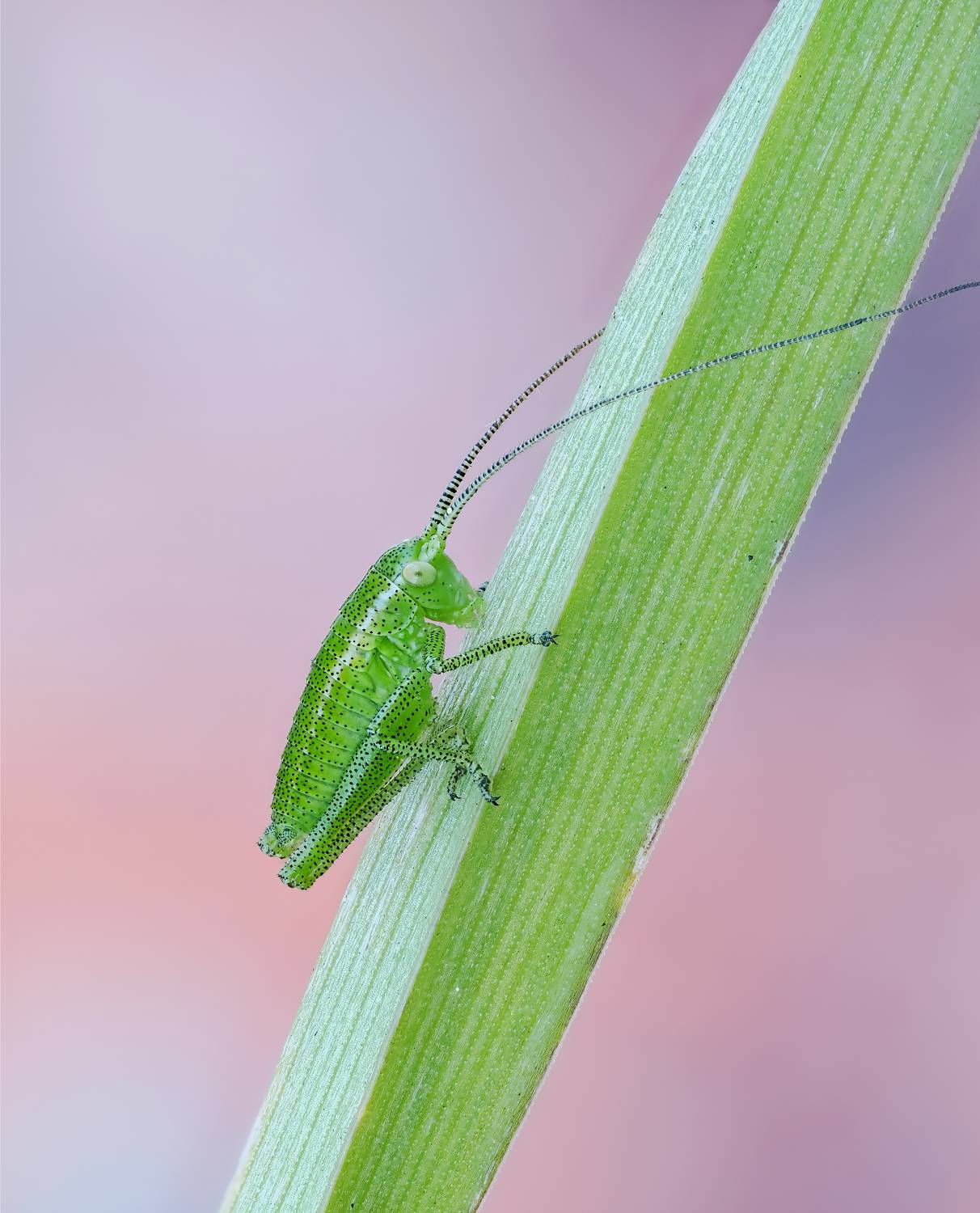 , Глеб Коровко