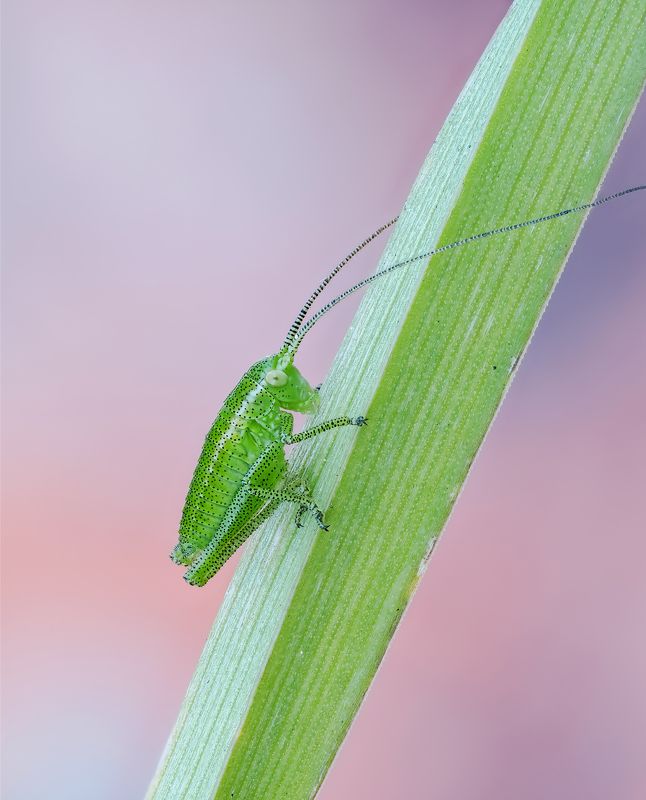 Кроха фото превью