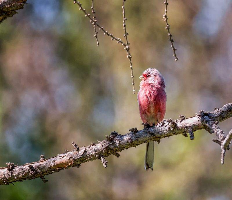 птицы, урагус, Урагус. фото превью