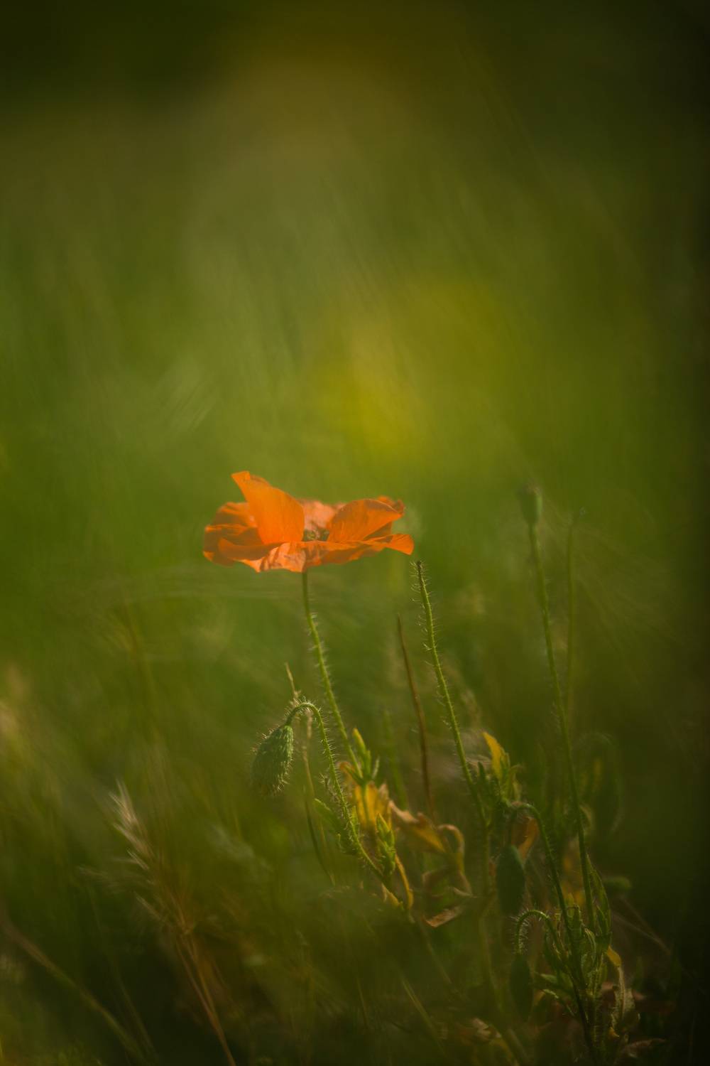 , Викулов Николай