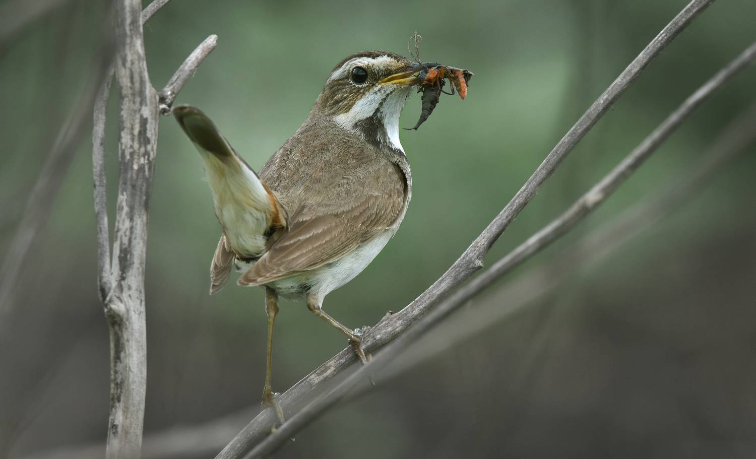 , Макеев Алексей