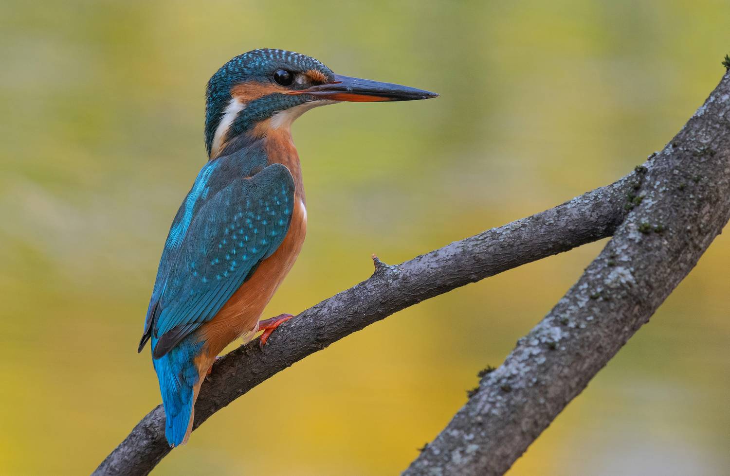 птицы, зимородок, лето, весна, фотоохота, Сигушин Руслан