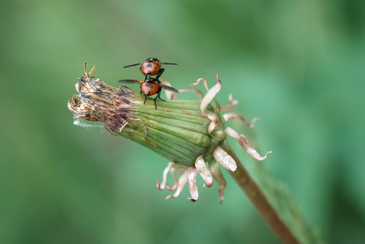 , Рагинская Ольга