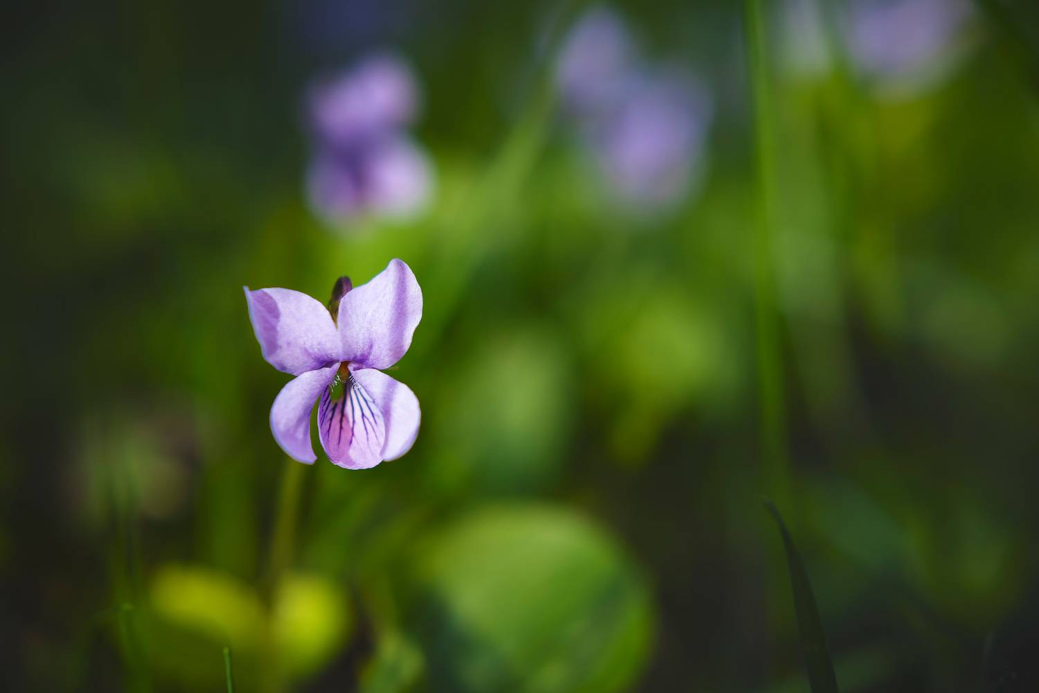 цветок, Валерий Вождаев