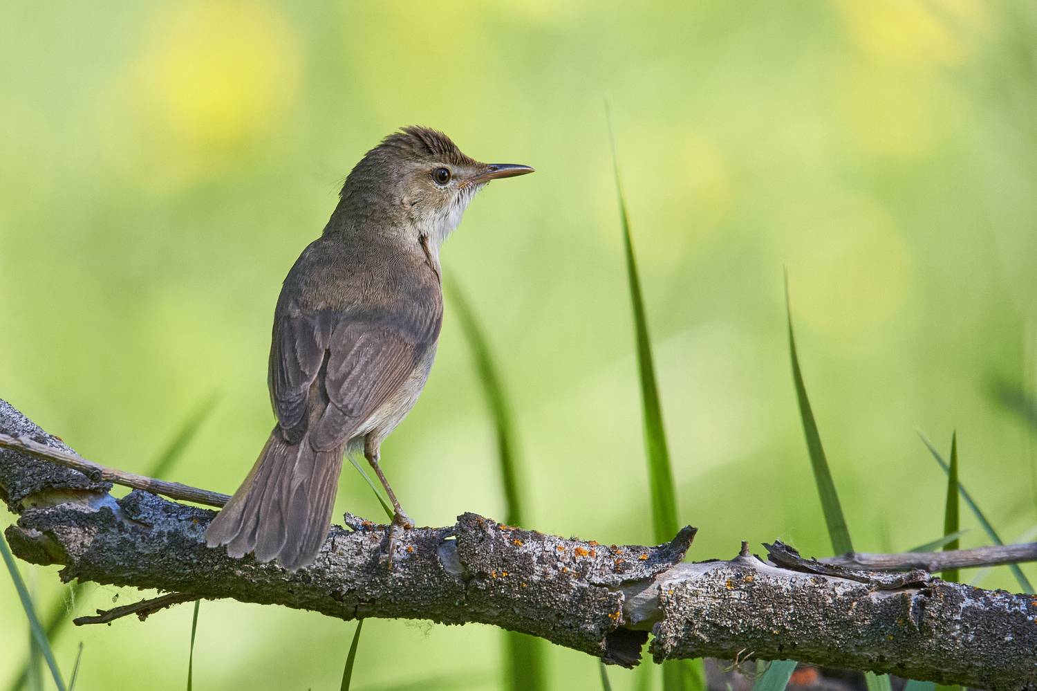 , Гильманов Артур