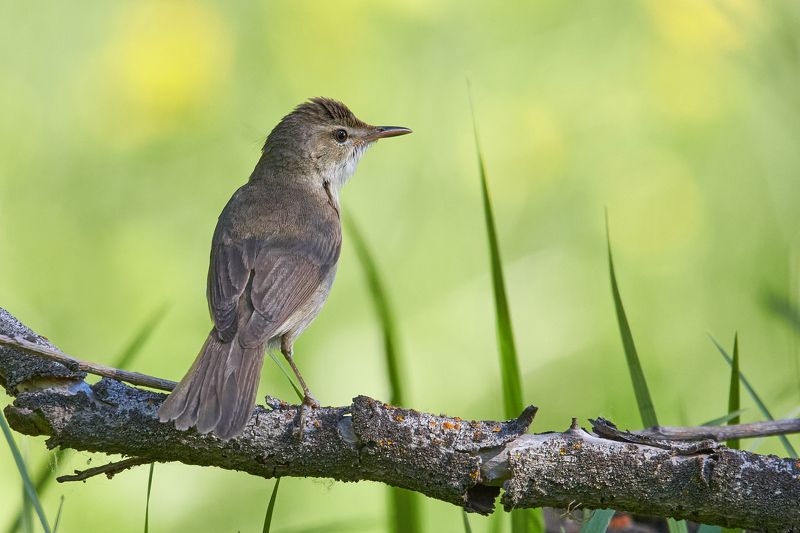 Садовая камышевка фото превью