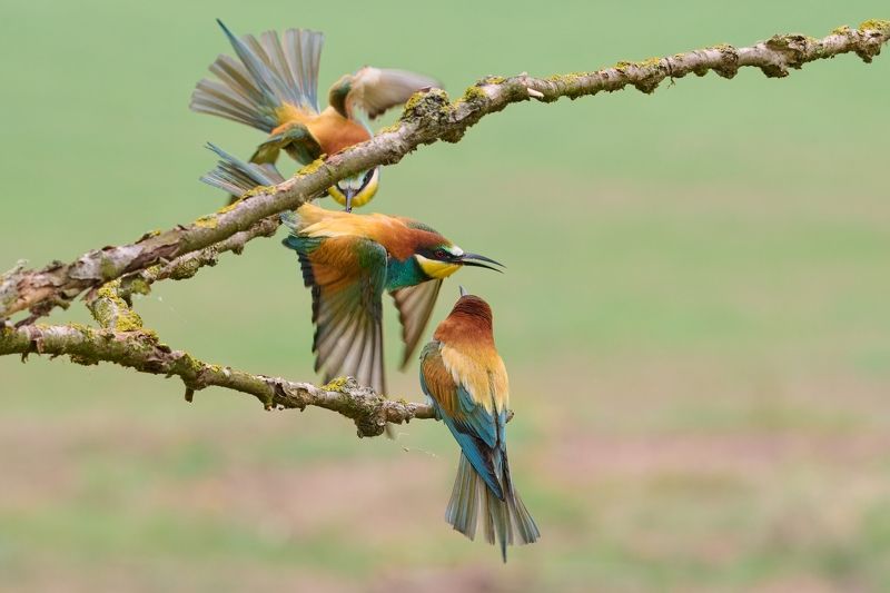 bird, birds, Family фото превью