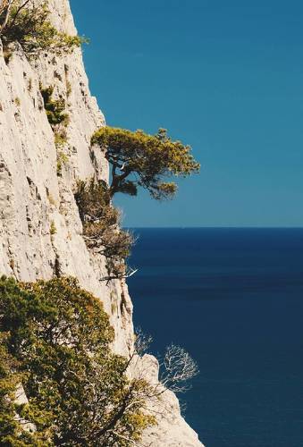 Можжевельник на горе Кошке.