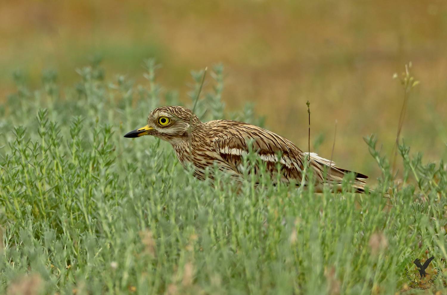 авдотка., Гусар Александр