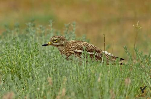 Игра в прятки.