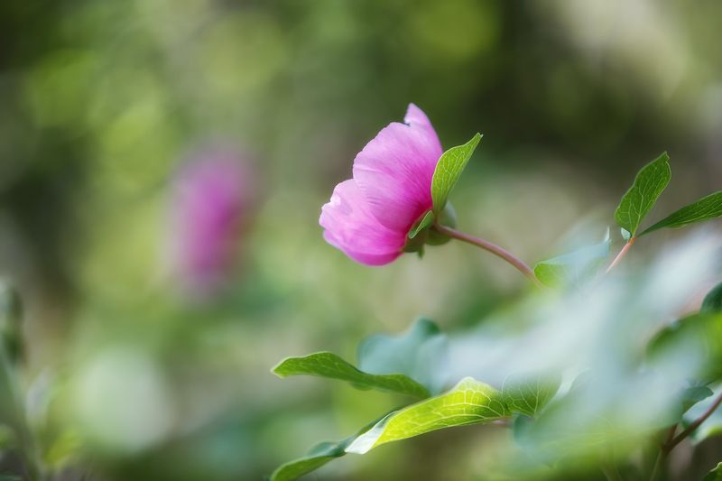 крым, горы, весна, цветы. Пионы Деликли-Бурун. фото превью