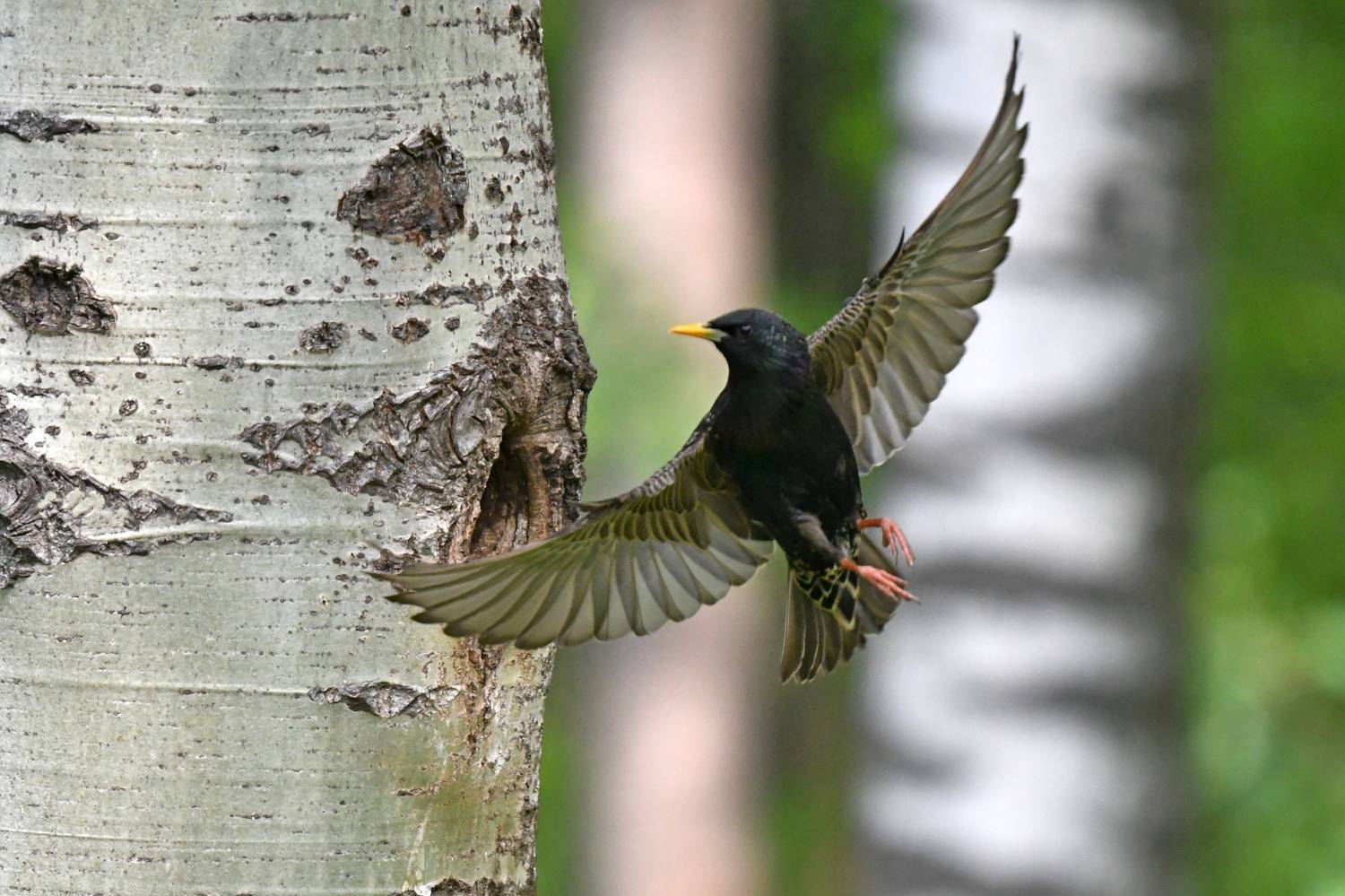 , Игорь Корнейчук