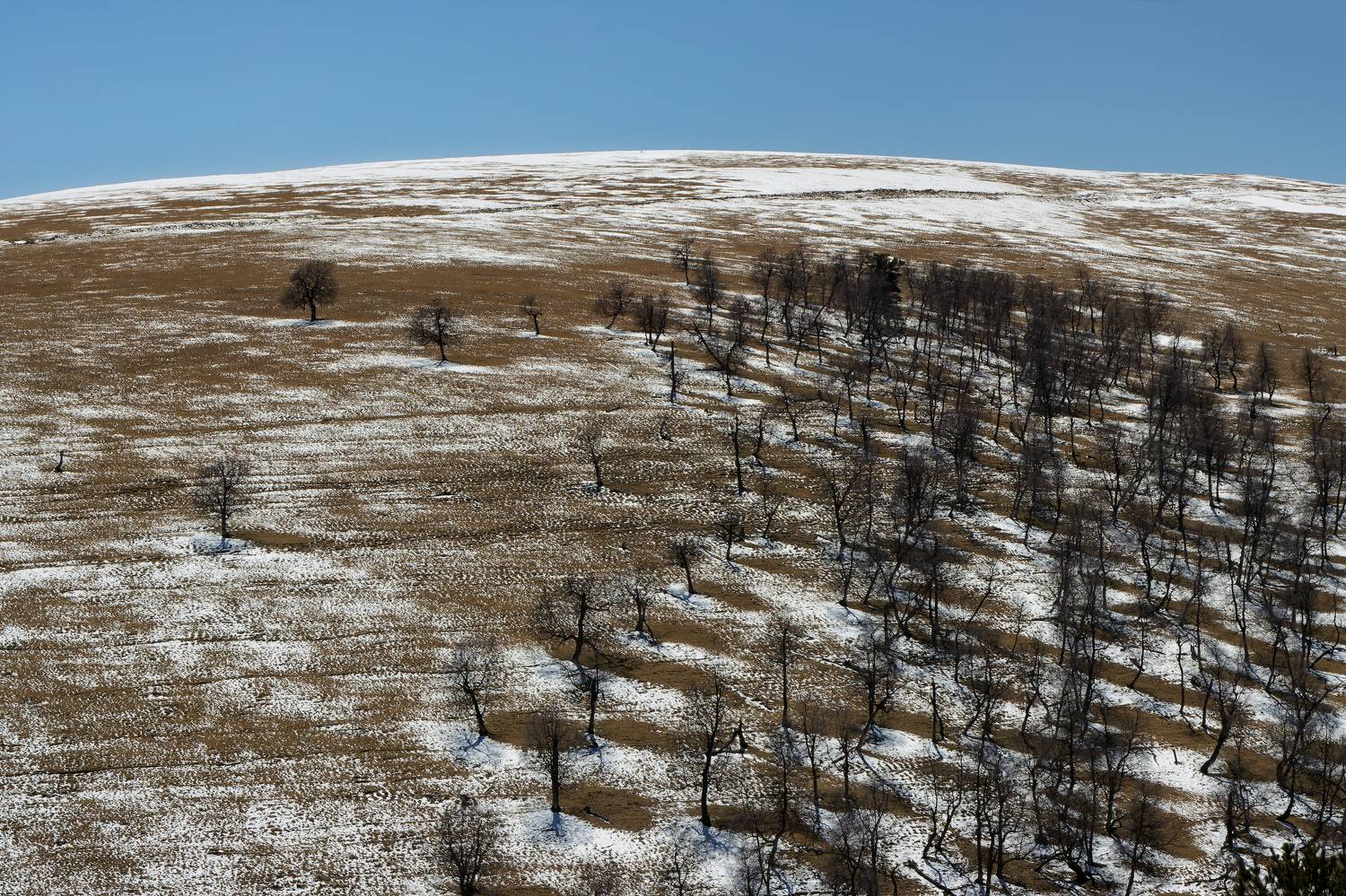 склон, дерево, снег, небо, Светлана Холодняк