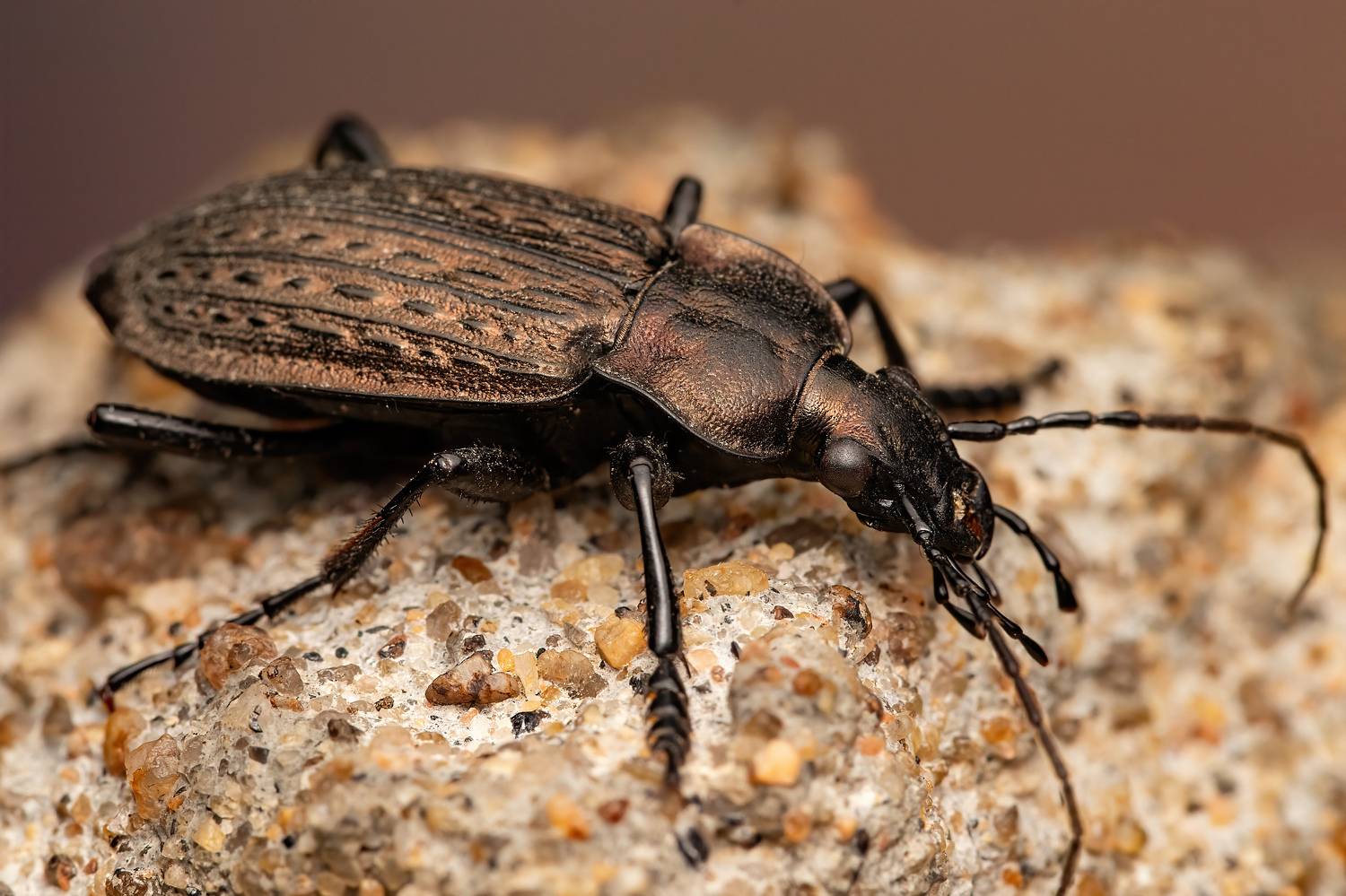 макрофото, макрофотографии, фотомакро, насекомые, макромир, макрофотограф, макроаддикт, макро_мир, naturelovers, naturelover, naturephotography, macrolove, macro_love, biodiversity, macrophotography, macro, macronature, entomology, arthropods, arthropod,,  Stephane