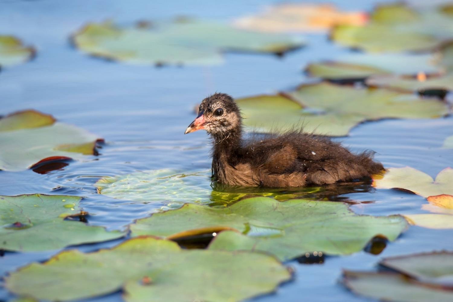 , Людмила Бекман