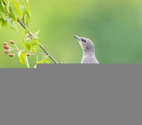 Juvenile, European Starling -Обыкновенный скворец